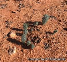 Image result for Eriospermaceae