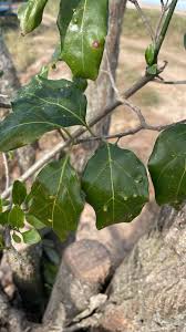 Image result for Afrocanthium mundianum