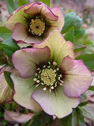 Maybe you would like to learn more about one of these? Hybrid Hellebore Beautiful Flowers Winter Flowers Plants