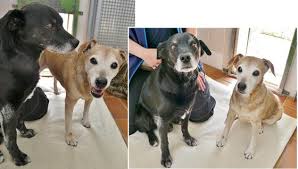 Mischlinge rund um wesen, erziehung, haltung, vermittlungen. Mutter Und Sohn Terrier Mischlinge Suchen Gemeinsam Ein Zuhause Bei Lieben Hundefreunden