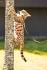 Certain cat breeds more likely to walk on a leash: Pet ...