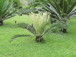 Image result for Acrotome thorncroftii