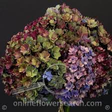 Import already gets flowers wholesale this florist was fantastic! Dreisbach Wholesale Florists
