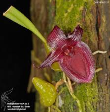 Image result for Stolzia compacta