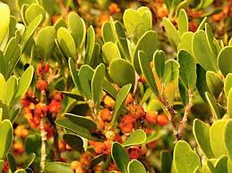 Image result for Pterocelastrus