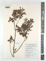 Image result for Macphersonia