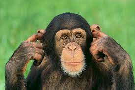 Pin By Gsesica On Affen U Lemuren Monkey Pictures Chimpanzee Monkeys Funny