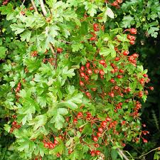 ' british ' becomes ' b ' (abbreviation e.g. Fruit Trees British Fruit Trees
