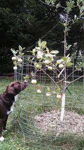 All the fruits retain their own characteristics like flavour, appearance and ripening times. Grafting A Multi Variety Apple Tree 10 Steps With Pictures Instructables