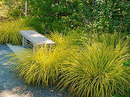 Image result for Carex cognata