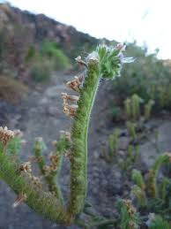 Image result for Lactuca imbricata