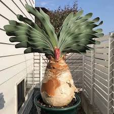 Image result for Boophone