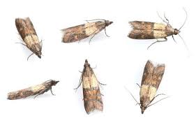 Pantry moths are on a mission. How To Get Rid Of Pantry Moths Pantry Moths Moth Meal Moths