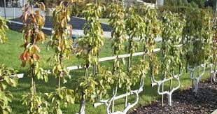 Spalierobst Anbauen Herrliche Idee Fur Den Kleinen Garten Small Garden Small Gardens Garden