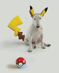 Jimmy Choo Bull Terrier Bull Terrier Dog Silly Animals