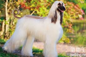 We did not find results for: é˜¿å¯Œæ±—çŒŽçŠ¬å¤šå°'é'± é˜¿å¯Œæ±—çŒŽçŠ¬ä»·æ ¼è´µå— å® ç‰©çŽ‹