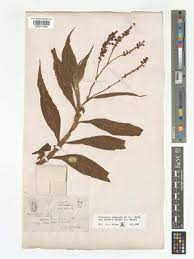 Image result for Persicaria madagascariensis