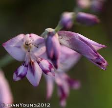 Image result for Gladiolus crassifolius