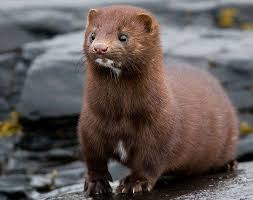 Celebrity Trend For Real Mink Eyelashes Sweeps Uk Salons Mink Animal Mink Animals