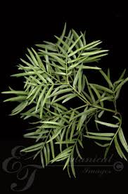 Image result for Afrocarpus falcatus