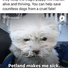 Interested in finding out more about the maltipoo? Petland Pet Stores 13486 San Pedro Ave San Antonio Tx Phone Number Services