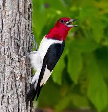 We did not find results for: What Birds Have Red Heads 17 Kinds With Photos What Birds Are In My Backyard