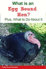 Pin On Chicken Health Problems And Solutions