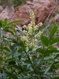 Image result for Sapindus