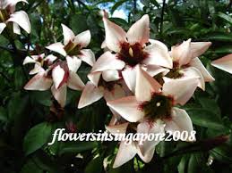 Image result for Rothmannia longiflora