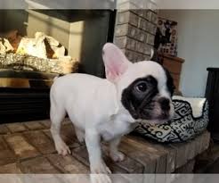 To provide the best english bulldog rescue care in illinois, wisconsin & nw indiana. Puppyfinder Com French Bulldog Puppies Puppies For Sale Near Me In Oshkosh Wisconsin Usa Page 1 Displays 10