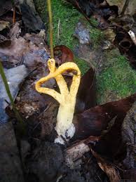 Image result for Pseudocolus schellenbergiae