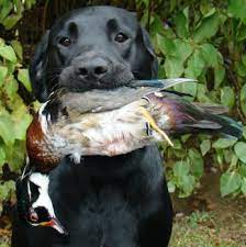 We have been breeding quality english labrador retrievers twelve years. Klondike Labradors Labrador Retrievers In Pennsylvania Klondike Labradors Of Pennsylvania