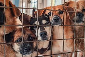 To see all available information, click on the image call: Scammers Use This Craigslist Loophole To Sell Sick Pets Or Worse The Animal Rescue Site News