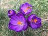 image of Crocus