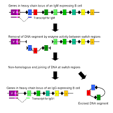 How would you switch to a user in the aws console? Immunoglobulin Class Switching Wikipedia