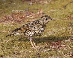 Image result for トラツグミ