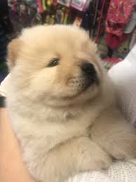 2 Months Old