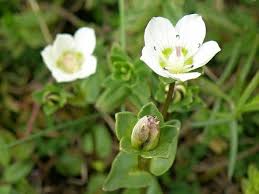 Image result for Swertia welwitschii