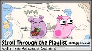 Displaying top 8 worksheets found for amoeba sisters alleles and genes answer key some of the worksheets for this concept are amoeba sisters answer key amoeba sisters genetic the genetic drift handout for. Genetic Drift Youtube