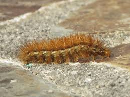 Identifying Hairy Caterpillars Wildlife Insight