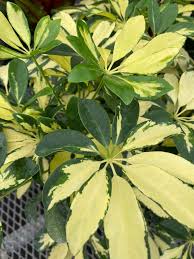 Image result for Triumfetta angolensis