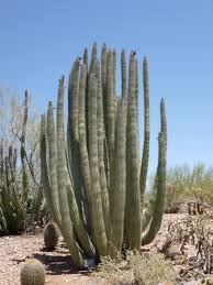 How does a cactus live without water? Cacti Queens Of The Desert Plant Scientist