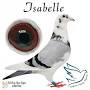Profile Picture of GB16R43304 Isabelle Bred by Micky Collins - Angwin Family Pigeons (@angwinfamilypigeons.com) on Google