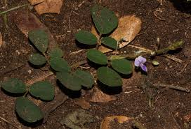 Image result for Grona adscendens