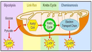Cellular Respiration Definition Equation And Process In Plants