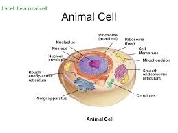 Check spelling or type a new query. Chapter 7 Cell Structure And Function Ppt Video Online Download