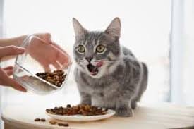 The best ways to feed your cat right. 4health Best Cat Food Honest Reviews Animals Comparison