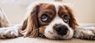 Connaissez Vous Ces 6 Aliments Toxiques Pour Votre Chien