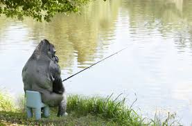Gorilla sitting down on chair. Psbattle Gorilla Sitting On A Small Chair Photoshopbattles