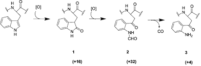 These modifications alter the structure of. Oxidative Post Translational Modification Of Tryptophan Residues In Cardiac Mitochondrial Proteins Journal Of Biological Chemistry